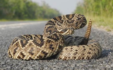 北京时间10月27日消息,近期由一篇论文报道了一条东部菱斑响尾蛇在