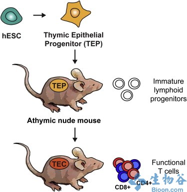 cellstemcell干细胞技术增强小鼠免疫系统功能