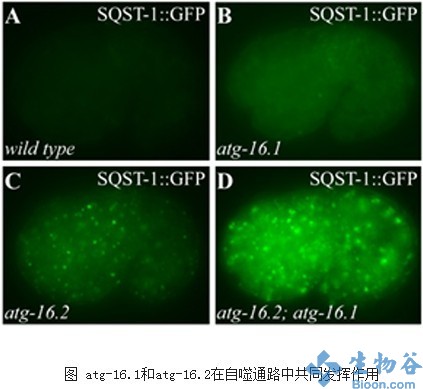autophagy研究发现线虫atg16基因在细胞自噬中的作用机制