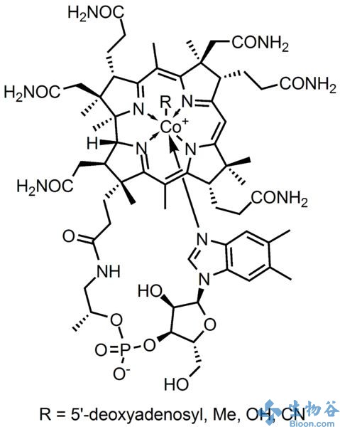 cell:科学家发现维生素b12或可加速线虫的发育