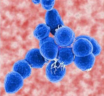 virology肺炎链球菌或可保护机体免于流感病毒引发的感染性疾病