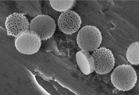 家基于多孔硅微粒技术开发出了新型癌症疫苗 cell报道专区 生物谷