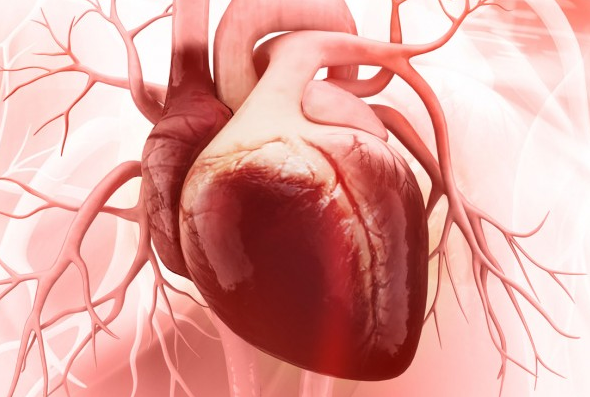 heart红肉摄入或与急性心力衰竭患者预后较差相关