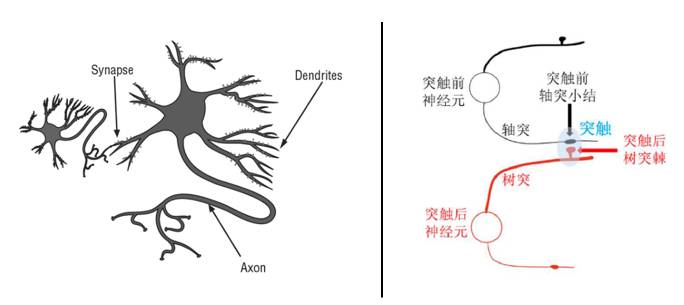 已经知道,伴随着视觉,运动和听觉学习,相关脑区中的树突棘会发生变化