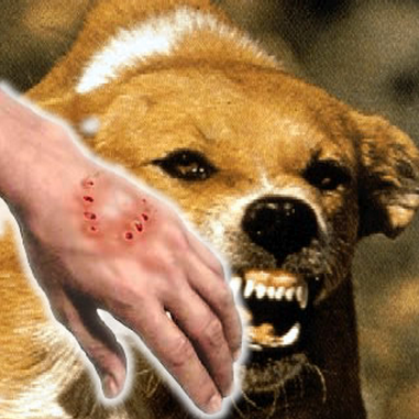 世界狂犬病日消除狂犬病我们在努力