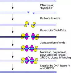 nature子刊北大魏文胜哈佛刘小乐课题组完成首次crispr02lncrna基因