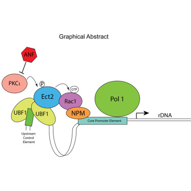 cancer02cell02科学家揭示肺腺癌治疗新靶点02候选药物已进入