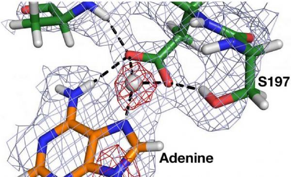 pnas科学家成功解析诱发胃癌细菌的关键酶类结构