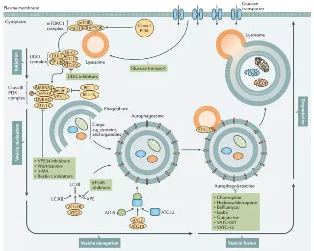 细胞自噬研究必看的经典综述含下载链接