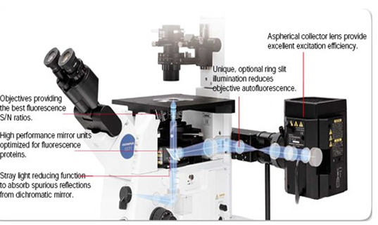 荧光倒置显微镜