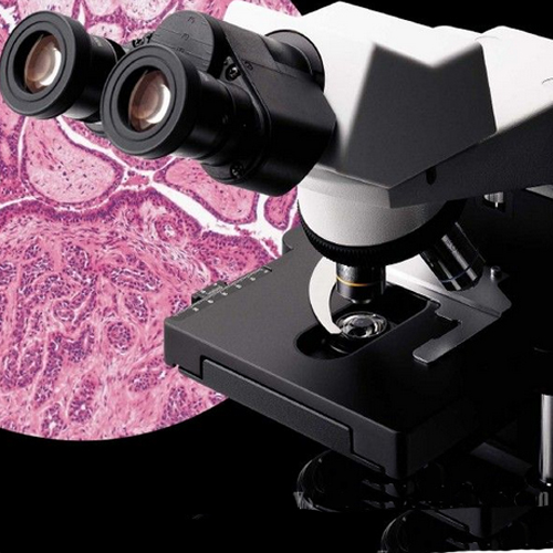 生物双目显微镜
