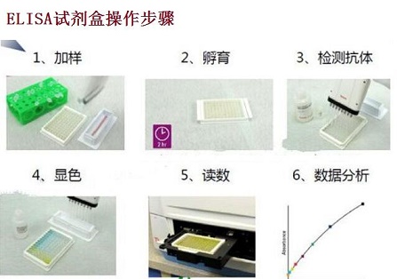 上海远慕生物有限公司ELISA试剂盒