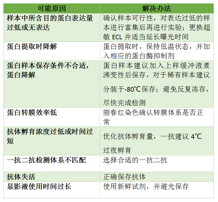 WB无目的条带