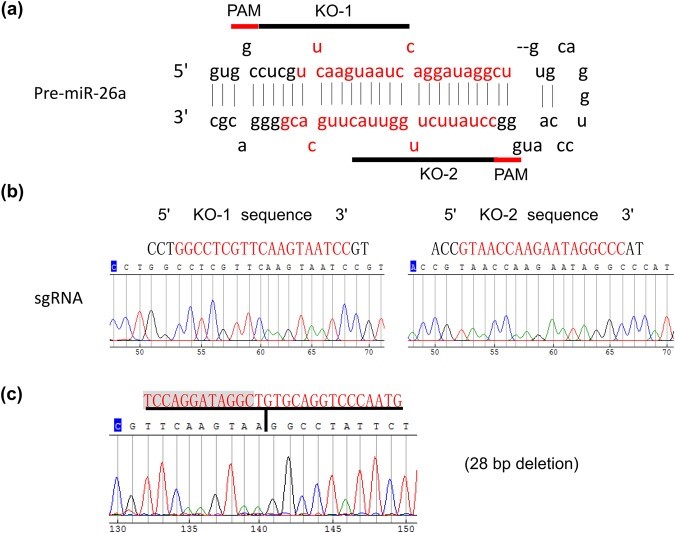 CRISPR-Cas9