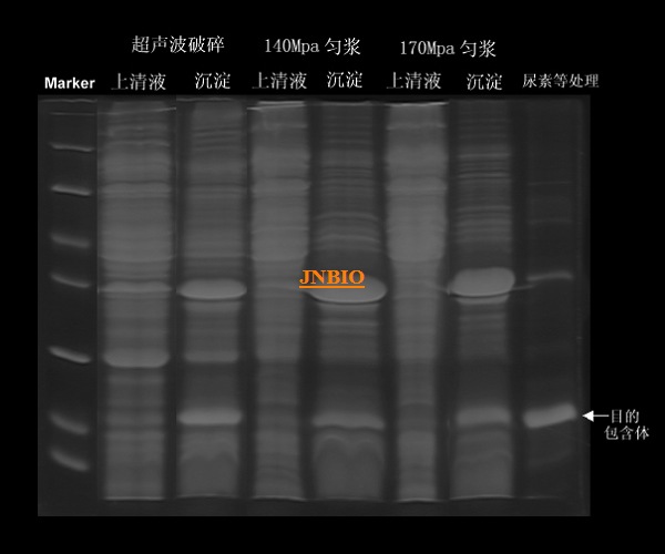 包含体超声波与高压匀浆对比实验