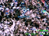 偏光显微镜下的矿石