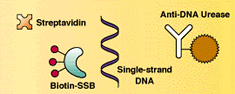 total-dna kit-reaction components