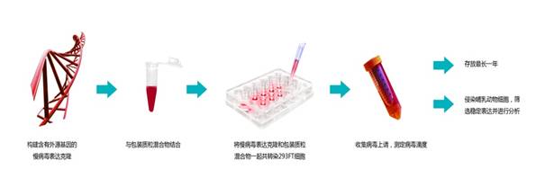 慢病毒包装.jpg