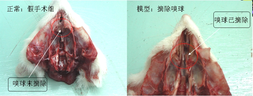 动物实验 嗅球摘除模型 北京鼎国生物