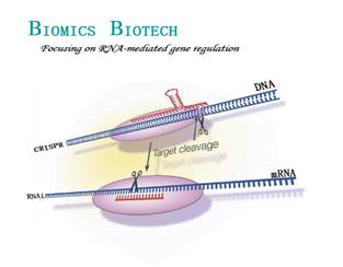 H:\CRISPR-CAS9\宣传册\biomics crispr and rnai3副本.jpg