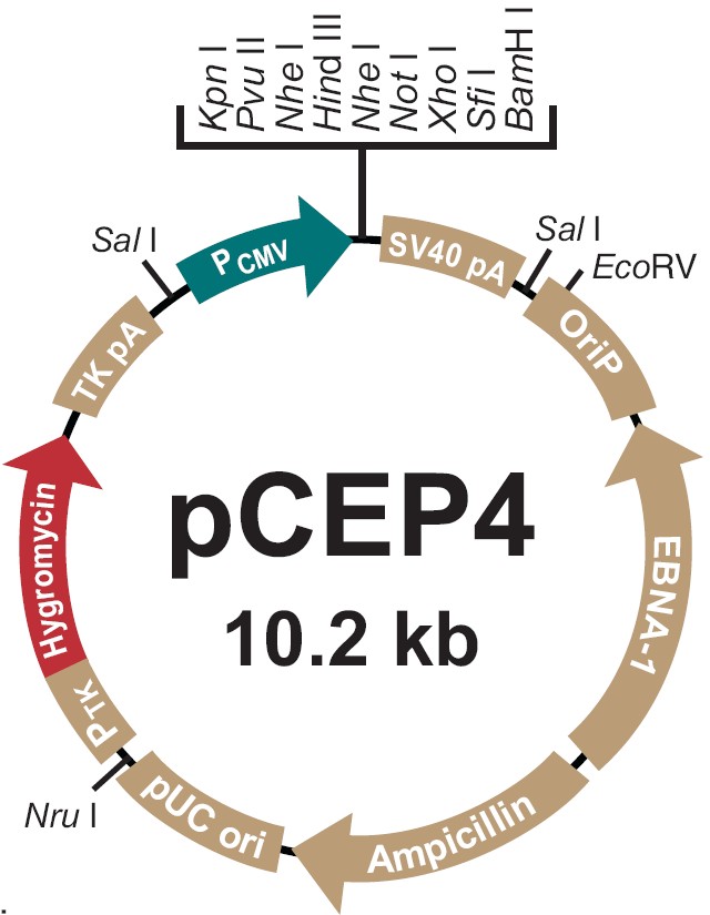 pCEP4载体图谱