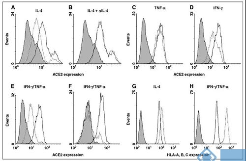 γ-干扰素和IL-4能够下调SARS冠状病毒受体ACE2 的表达