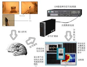 神经信号记录系统