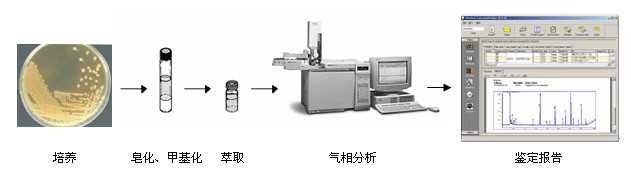 SHERLOCK全自动微生物鉴定系统