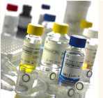 小鼠肿瘤坏死因子α(TNF-α)ELISA KIT