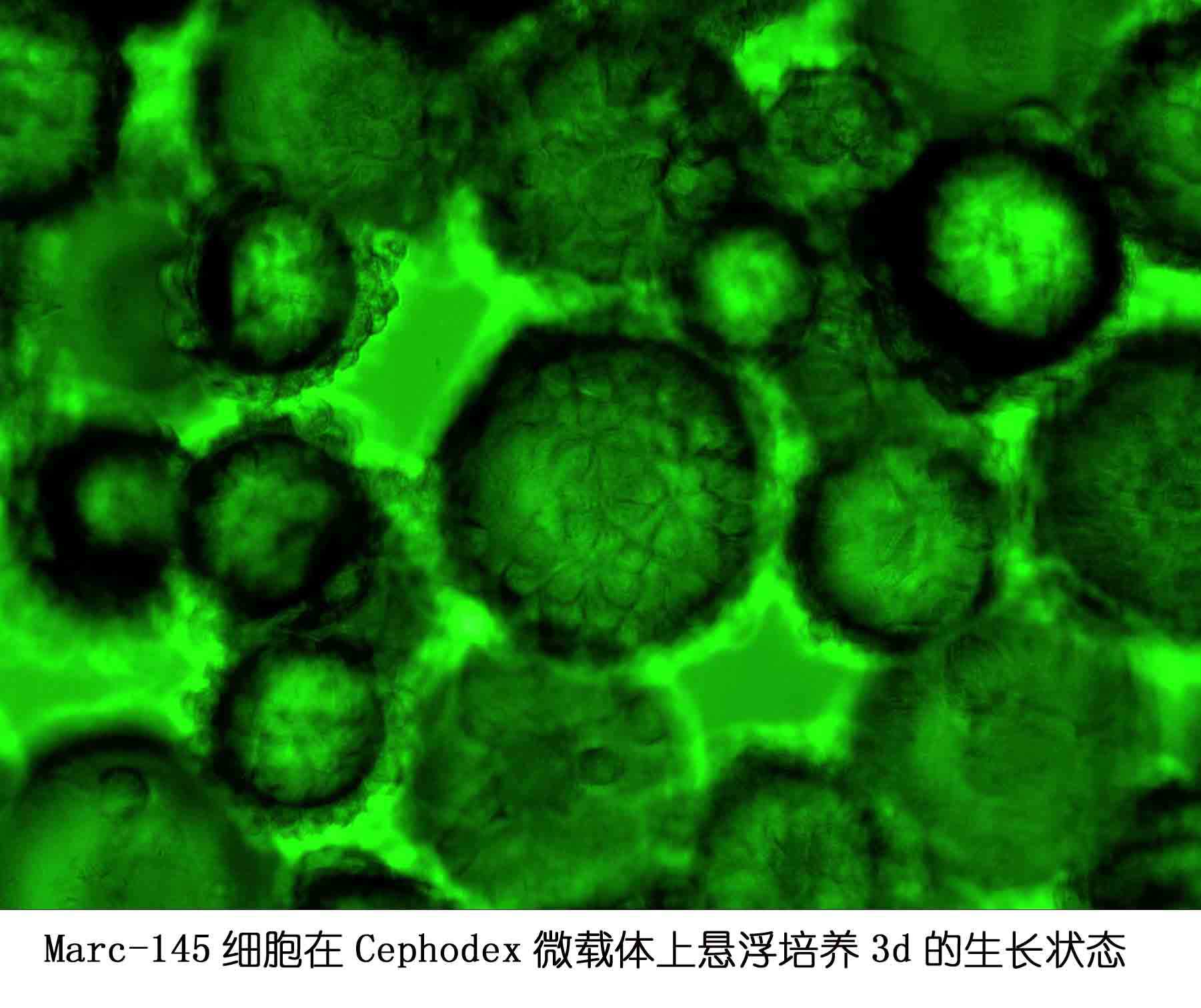 Marc-145细胞微载体上生长状态