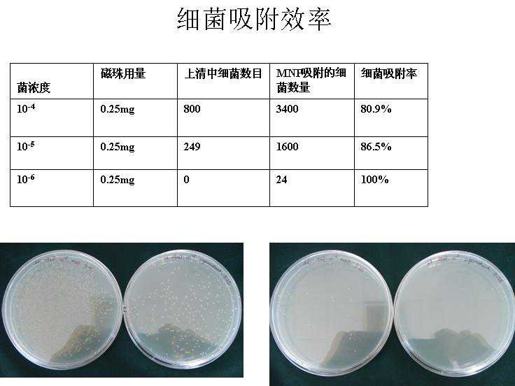 金葡菌-Mag分离试剂盒