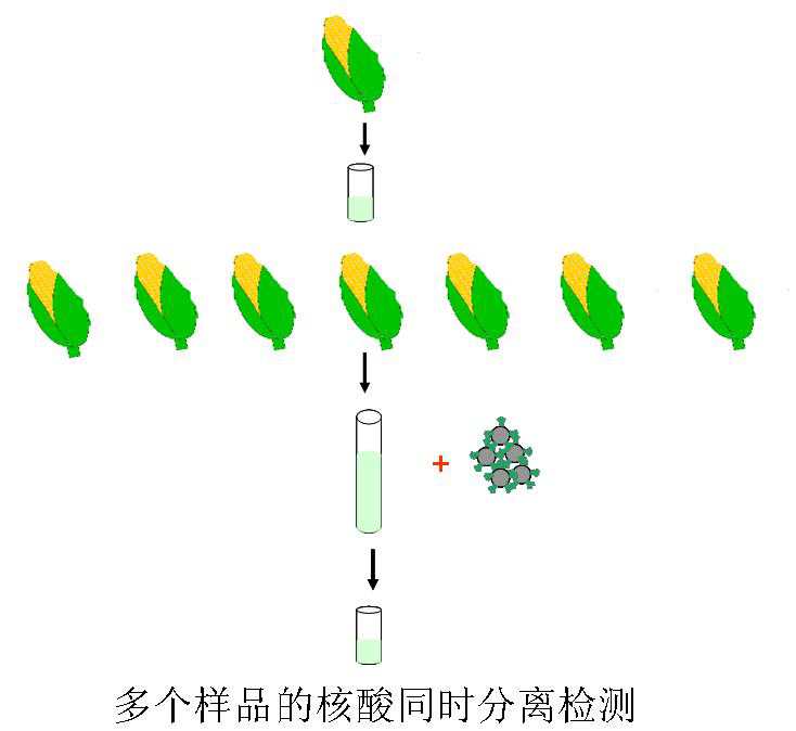 200mL全血基因组纳米磁珠分离纯化试剂