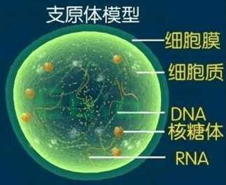 支原体检测试剂盒