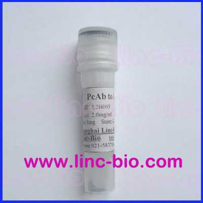 OPN Antibody-HRP