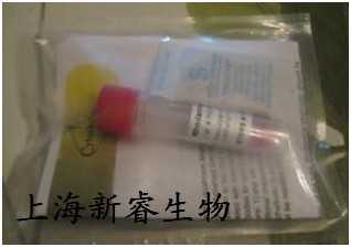 Rhodamine phalloidin罗丹明标记鬼笔环肽