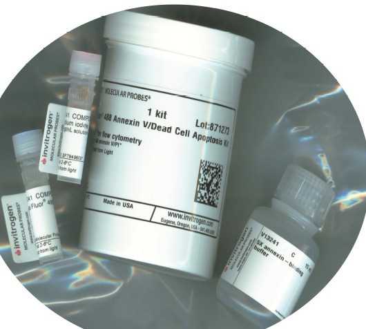 双染色流式法细胞凋亡检测试剂盒