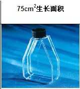75cm正方透气盖斜口细胞培养瓶