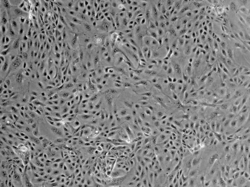 小鼠肾小管上皮细胞