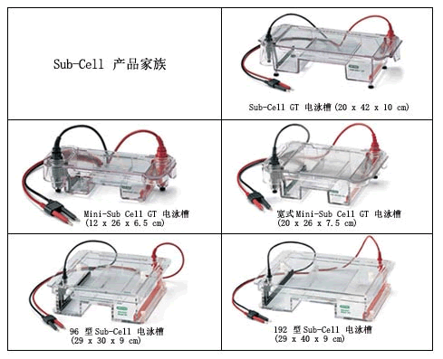 美国Bio-rad伯乐电泳仪/电泳槽/水平电泳槽/水平电泳/核酸电泳槽/核酸电泳仪/水平电泳系统