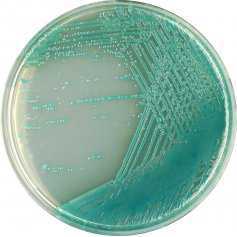 法国科玛嘉假单胞菌（绿脓杆菌）显色培养基