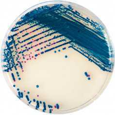 法国科玛嘉B族链球菌显色培养基
