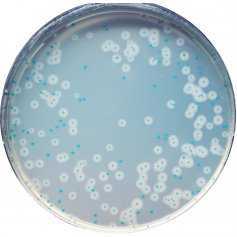 法国科玛嘉李斯特菌显色培养基