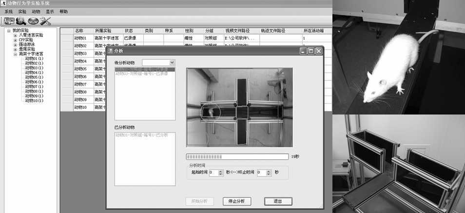 大鼠高架十字迷宫分析系统