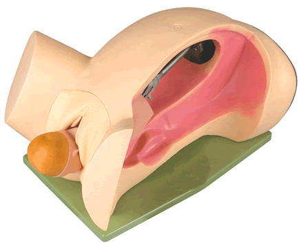 分娩机转示教模型