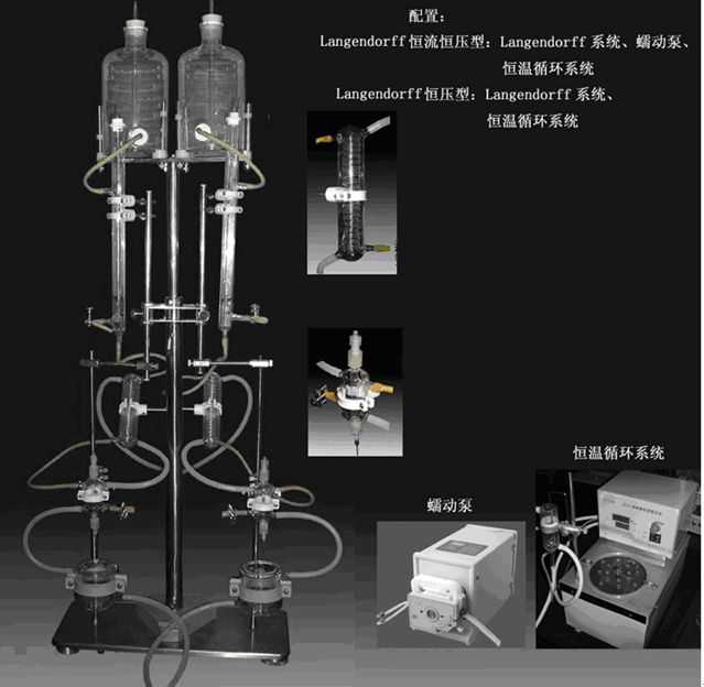 Langendorff离体心脏灌流系统