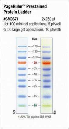 Pierce Fermentas预染蛋白 Marker/Ladder