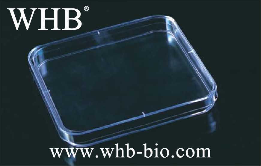 13cm方形细菌培养皿，高15mm细菌培养皿