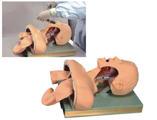 成人气管插管训练模型(带解剖型)