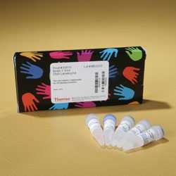 Biotin 3' End DNA Labeling Kit