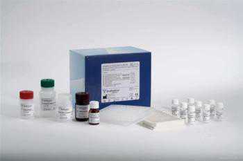 小鼠基质金属蛋白酶2/明胶酶A（MMP-2/Gelatinase A）ELISA试剂盒